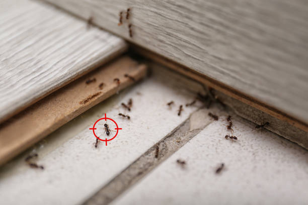 Best Ant Control Services  in Gold River, CA