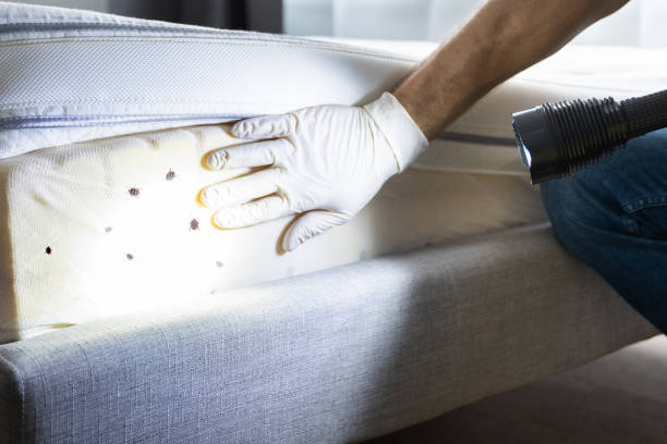 Best Flea Control Services  in Gold River, CA